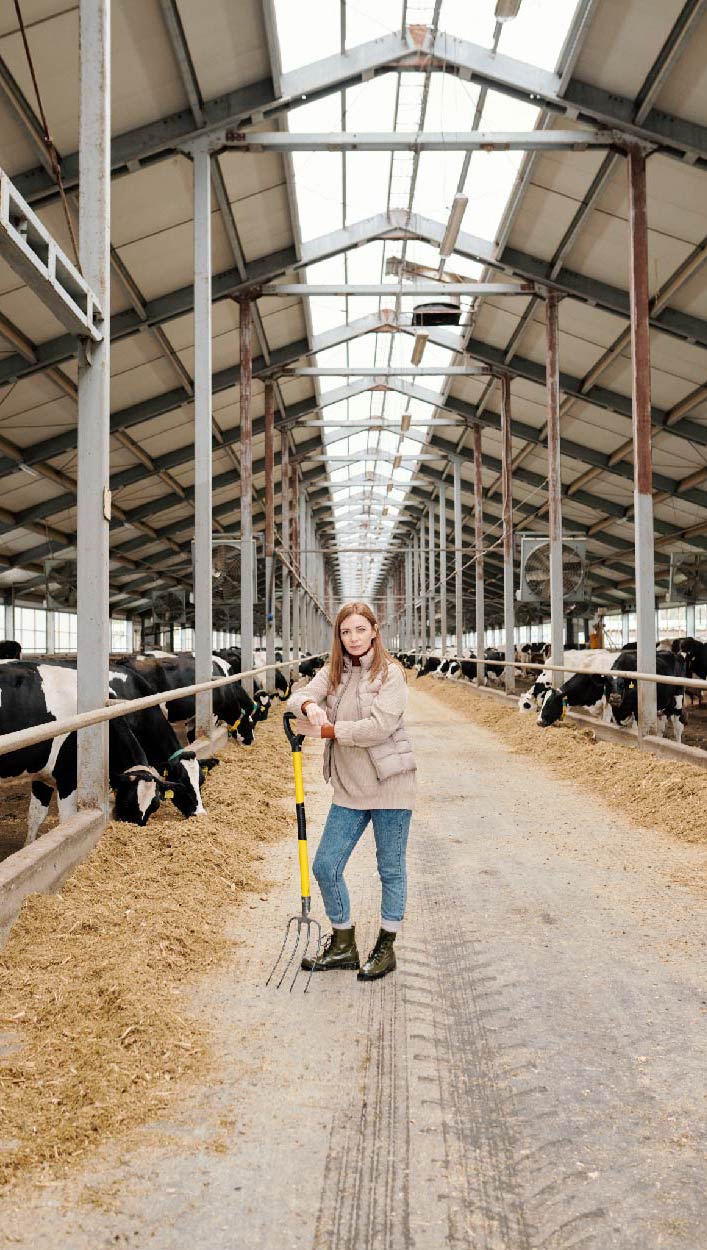 young-female-worker-large-contemporary-animal-farm-standing-aisle-two-large-paddocks-with-cattle-while-taking-care-livestock (1)-01 (1)-01 Szarvasmarha-istálló belseje acél tartószerkezettel